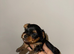 Beautiful Yorkshire terrier boy