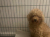 Cavapoo x poodle puppies available