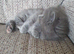 Gorgeous kittens