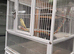 Yellow budgie for sale