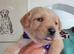 Chunky labrador puppies