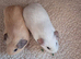 PURE CALIFORNIAN BABIES