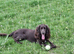 Female cocker spaniel