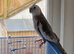2 cockatiels