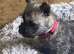 Cairn terrier puppies