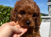 FoxRed cavapoo