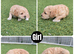 Beautiful Parti Toy Poodle Puppies &ndash; 1 Boy & 1 Girl Available