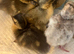 Blue Fawn Roen Ducklings hatched 9/5/26