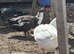 Male Muscovy ducks this years and 4 brown hens chicken