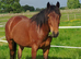 Lovely quarter horse x mare
