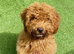 ABSOLUTELY BEAUTIFUL COCKAPOO GIRL PUP