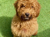 EXCEPTIONAL F2 COCKAPOO GIRL PUP
