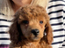 Kc registered TOY POODLE boy puppies
