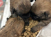 Gorgeous Cairn Terrier Puppies