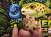 Horsefield tortoise at Wicked Exotics