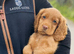 Golden Cocker Spaniel Boy