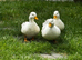 Call drakes ducks