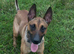 LOVING HOME NEEDED FOR A 1.5-YEAR-OLD BELGIAN MALINOIS