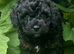 Cavapoochon curly wurly puppies 5 * Council reg’d