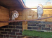 Owllets &pound;150 call for deatails