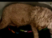 Cavaschnauzer Adorable Pups