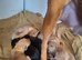 Labrador puppies