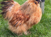 Silkie Cockrel free for rehome