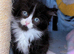 Ragdoll cross kittens