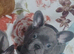Meet Yellow, our gorgeous Blue French Bulldog girl!