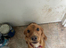 Cocker spaniel pup