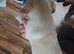 Beautiful puppies