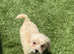 Beautiful 8 Week Old Cream Maltipoo Puppy – Leo