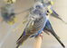 helicopter budgies in rainbow