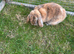 Mini lop