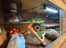 Black Night Cross Leopard Gecko Female With 4x2x2 Set Up
