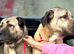 Stunning turkish kangal available for stud