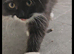 Adorable Persian Cross Female Kittens For Sale