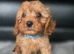 Beautiful cavapoo babies