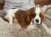 Cavalier King Charles