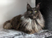 Tica Registered Maine coon girls