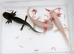Pink 7 month old axolotl