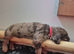 La Schnoodle puppies