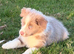 Beautiful Border Collie puppies for sale