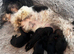 5 beautiful shihpoo puppies