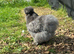 Blue, black, splash silkie chicks for sale from day old to 4 weeks old