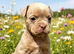 Olde English Bulldog puppies