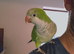 Semi-Tame Green Quaker Talks, Needs 1 on 1 time, or good for pairing up.