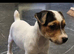Stunning jackrussell bitch pup