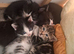 5 kittens