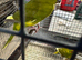 Breeding Pair of Kakariki parrots ready for breeding